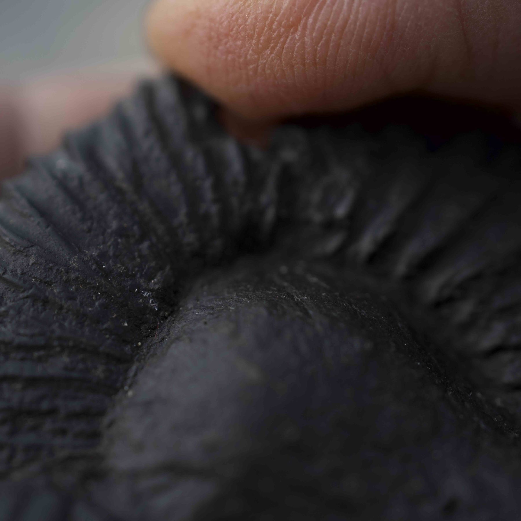 Close-up of the chakra markings on a Shaligram