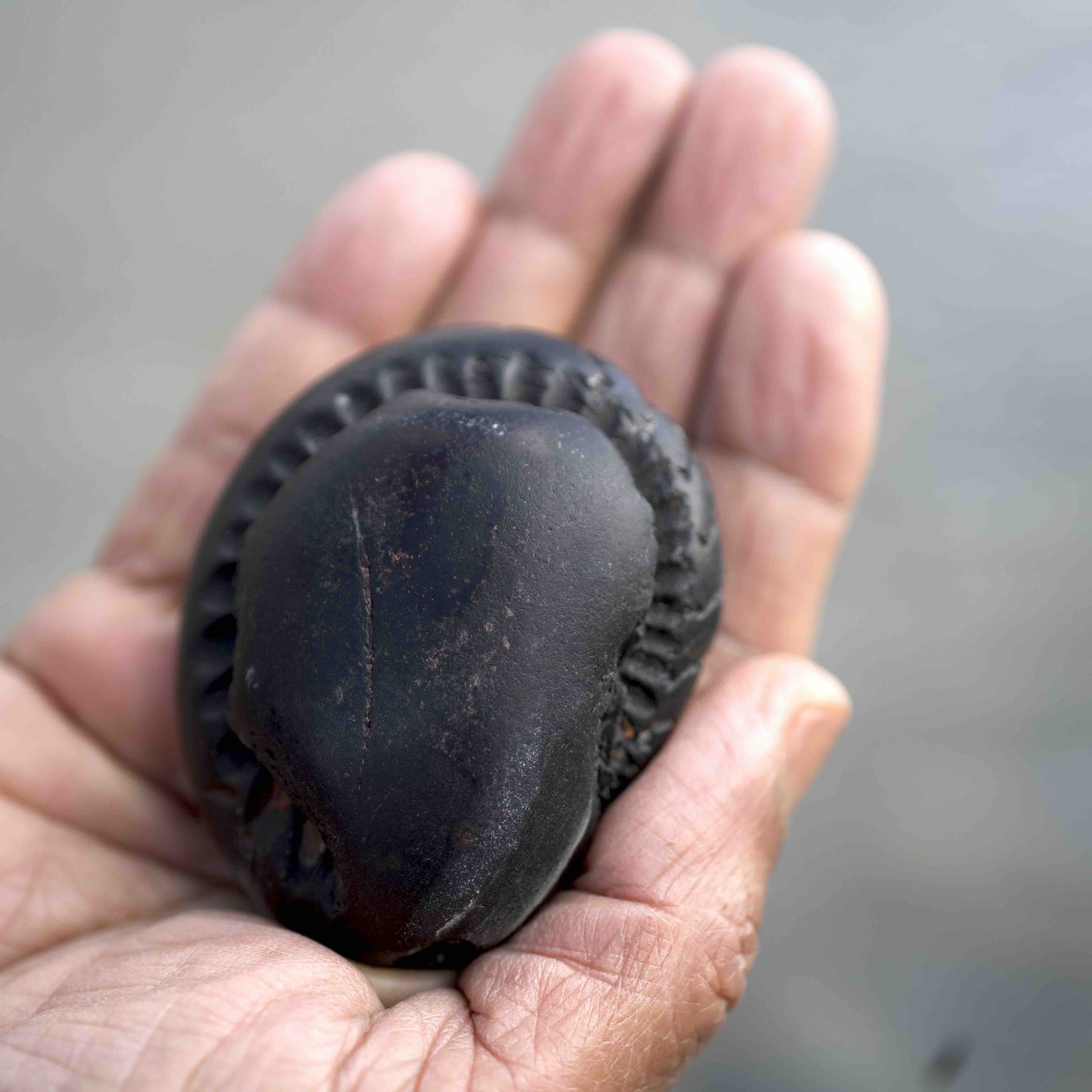 Ganesh-roop / Kurma-roop Shaligram in hand